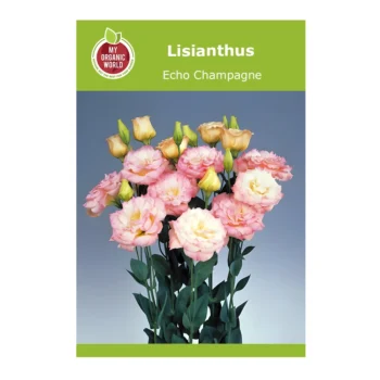 Lisianthus Echo Champagne
