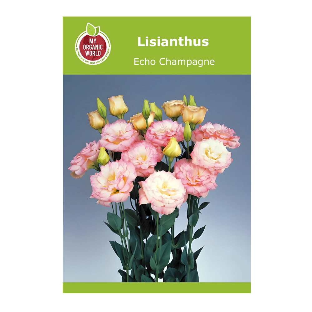 Lisianthus Echo Champagne 1 Lisianthus Echo Champagne