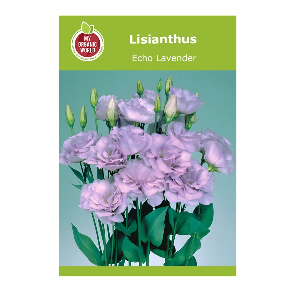 Lisianthus Echo Lavender