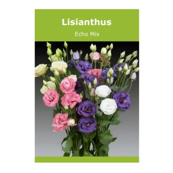 Lisianthus Echo Mix seeds