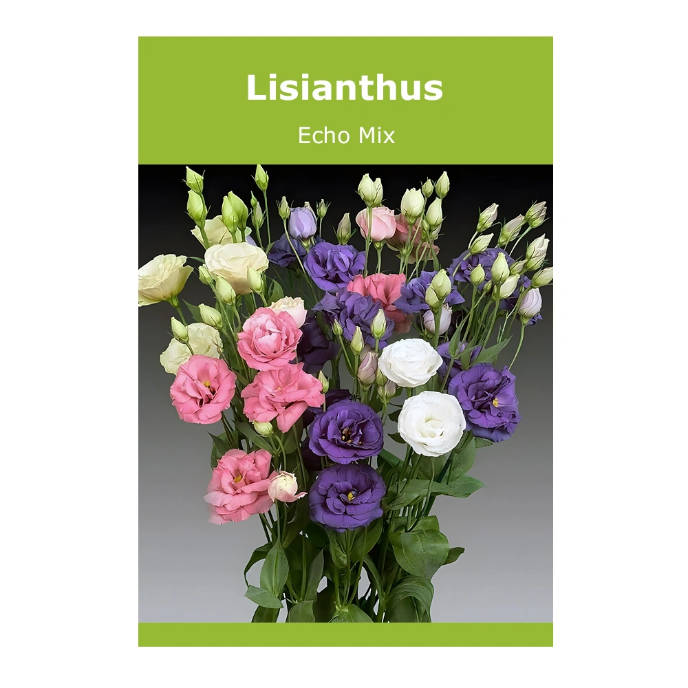 Lisianthus Echo Mix seeds