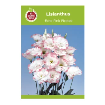 Lisianthus Echo Pink Picotee