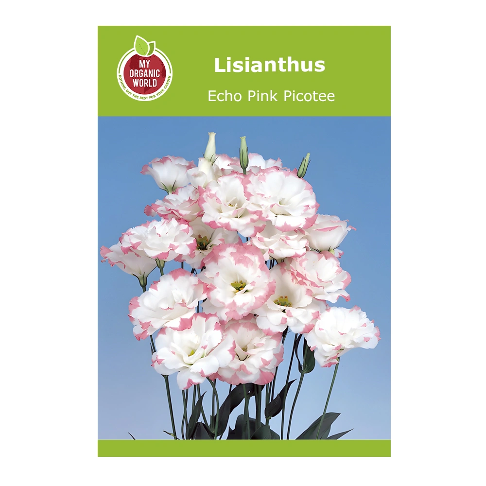 Lisianthus Echo Pink Picotee 1 Lisianthus Echo Pink Picotee