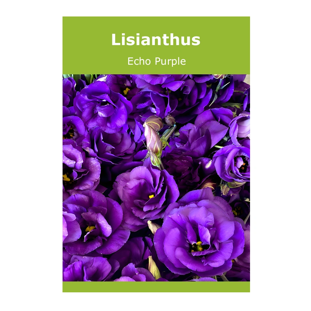 Lisianthus Echo Purple seeds