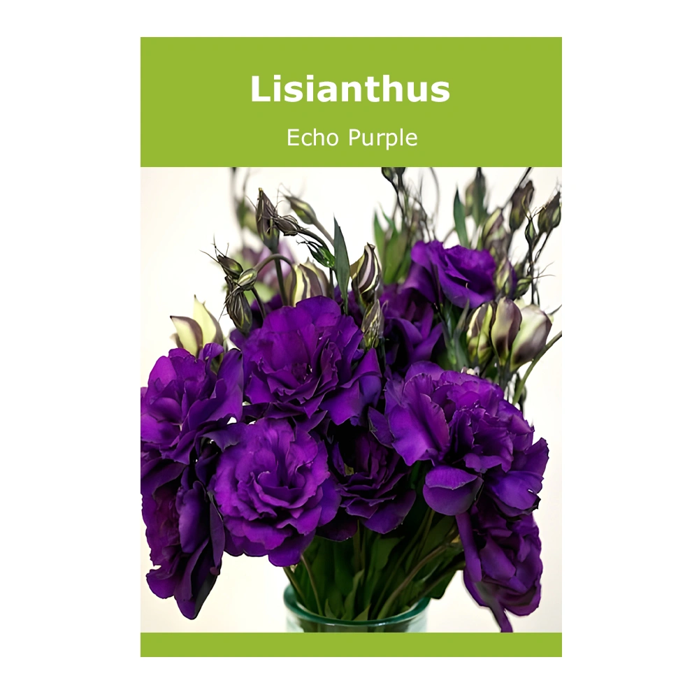 Lisianthus Echo Purple 1 Lisianthus Echo Purple seeds