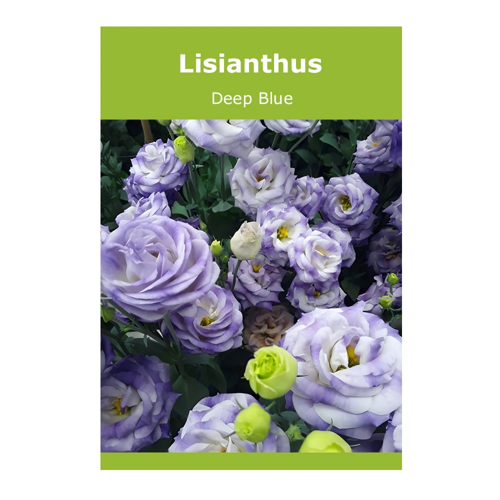 Lisianthus (Eustoma Russellianum) Deep Blue 1 Lisianthus (Eustoma Russellianum) Deep Blue seeds