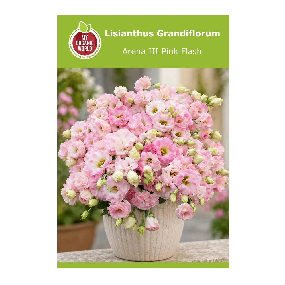 Lisianthus Grandiflorum Arena III Pink Flash 1 Lisianthus Grandiflorum Arena III Pink Flash