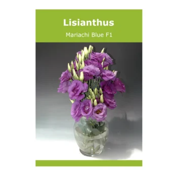 Lisianthus Mariachi Blue F1 seeds