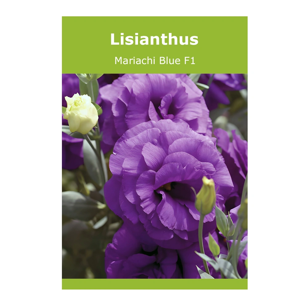 Lisianthus Mariachi Blue F1 seeds