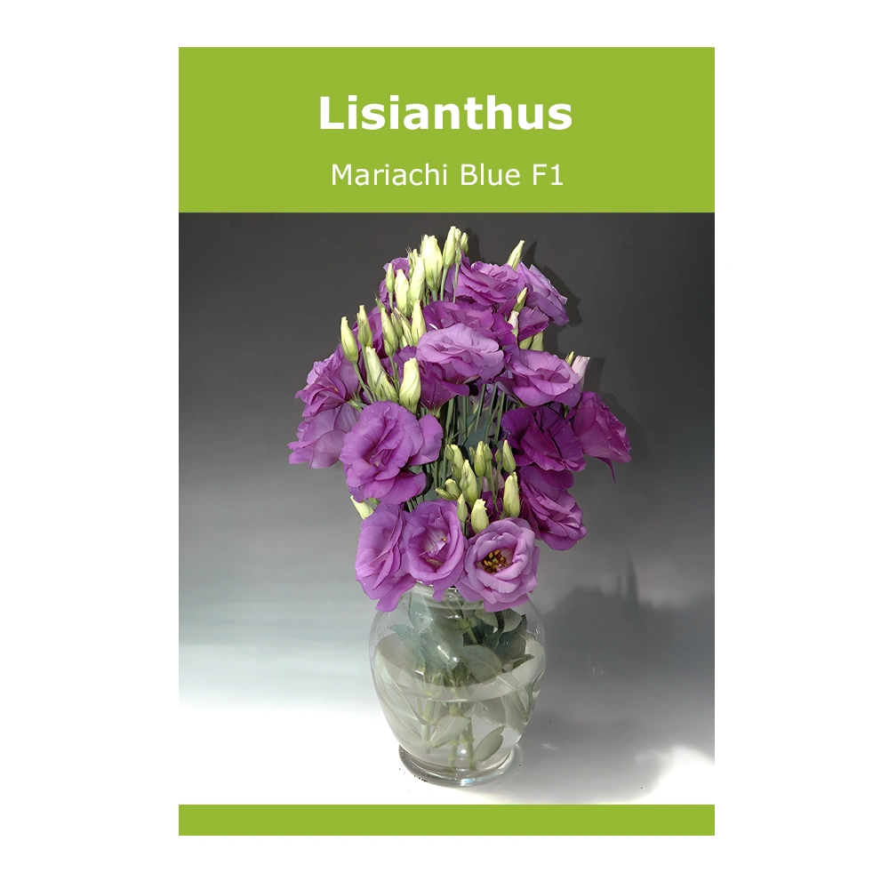 Lisianthus Mariachi Blue F1 seeds