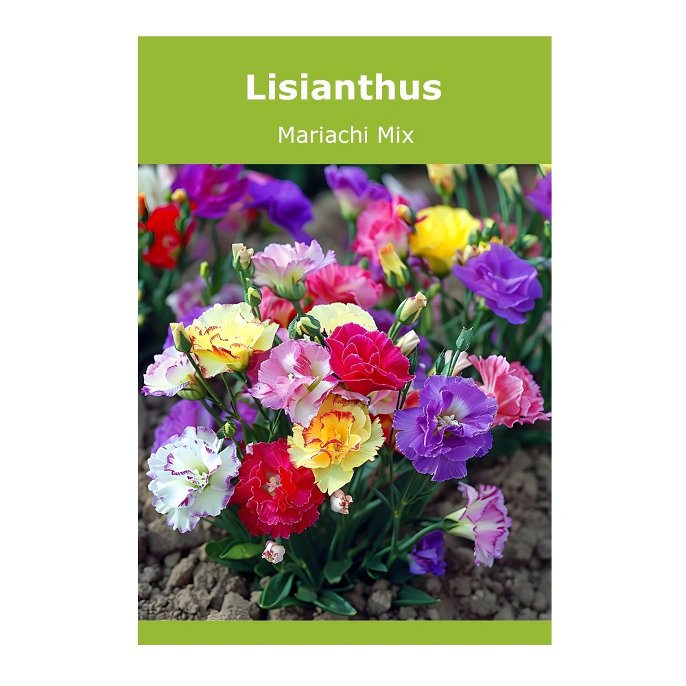 Lisianthus Mariachi Mix 1 Lisianthus Mariachi Mix seeds