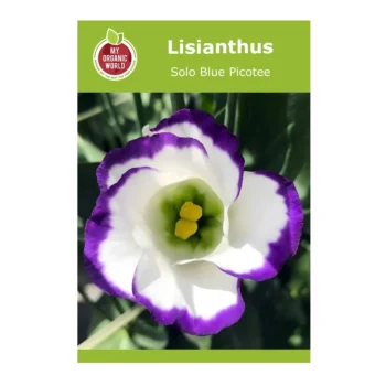 Lisianthus Solo Blue Picotee