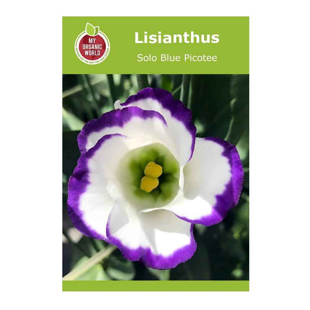 Lisianthus Solo Blue Picotee 1 Lisianthus Solo Blue Picotee