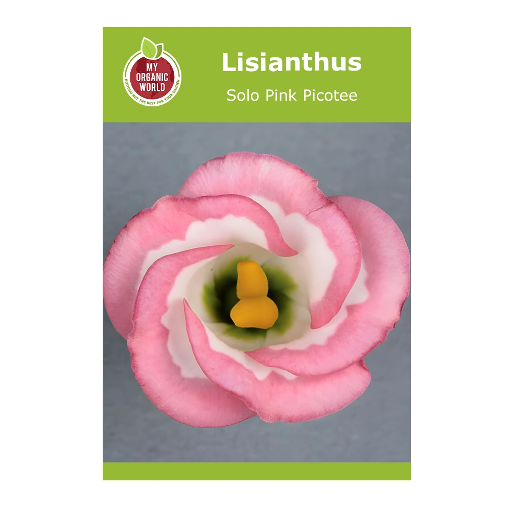 Lisianthus Solo Pink Picotee 1 Lisianthus Solo Pink Picotee