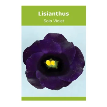 Lisianthus Solo Violet