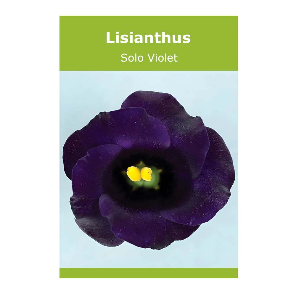 Lisianthus Solo Violet 1 Lisianthus Solo Violet