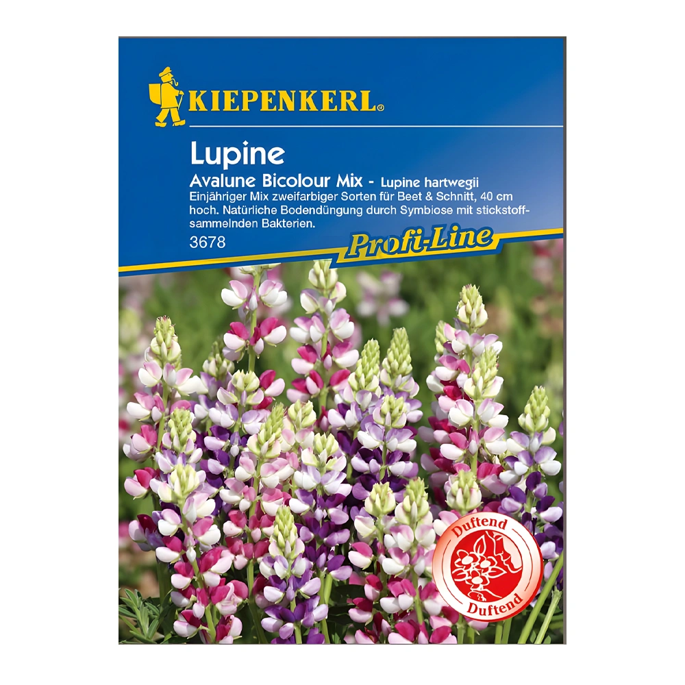 Lupine Avalune Bicolor 1 Lupine Avalune Bicolor