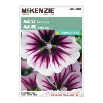 Malva Zebrina seeds