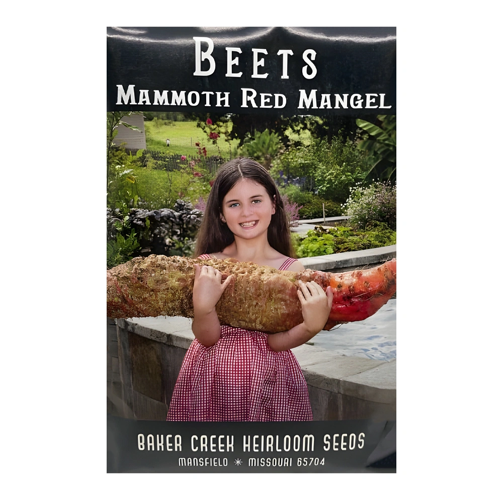 Mammoth Red Mangel Beet 1 Mammoth Red Mangel Beet seeds