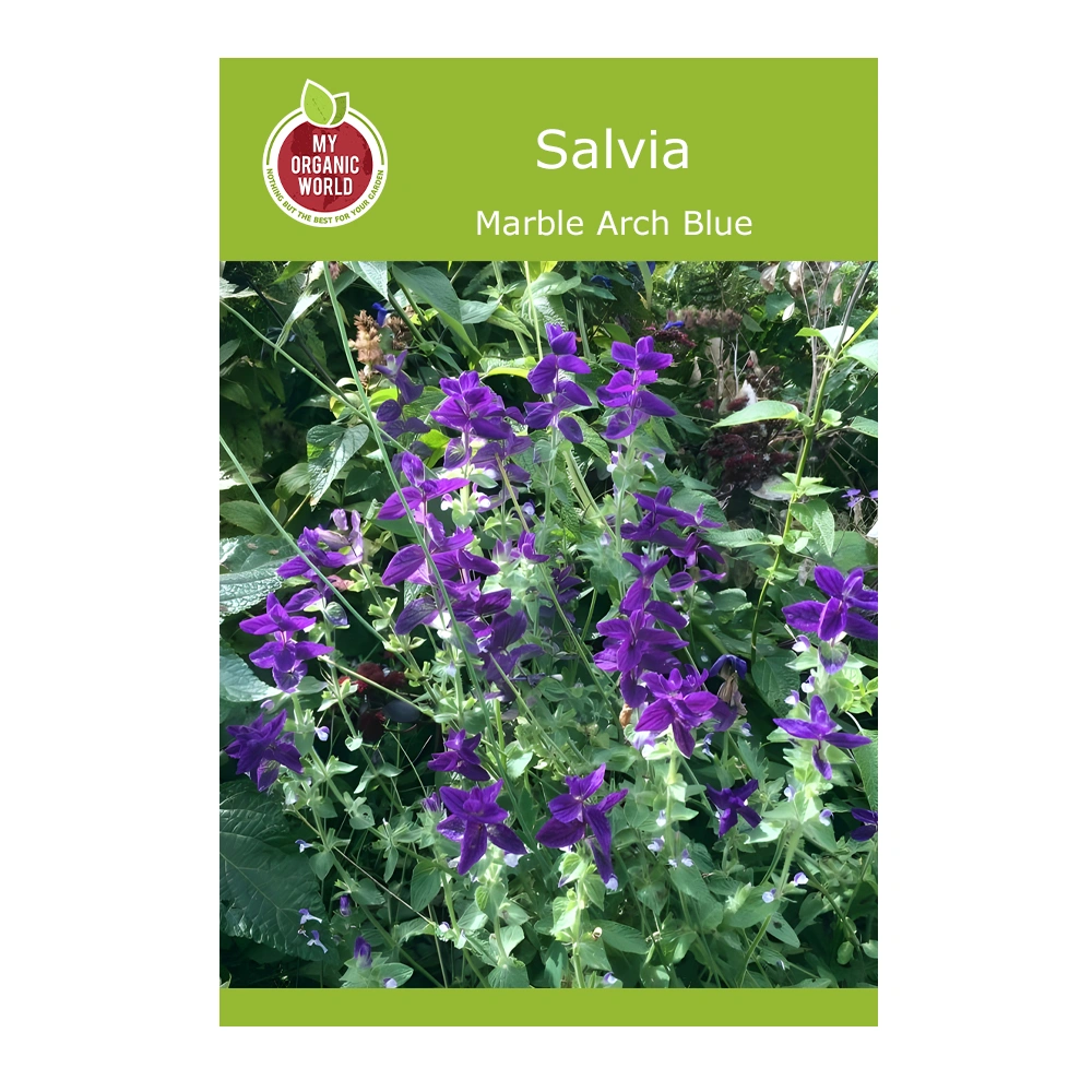 Marble Arch Blue Salvia seeds