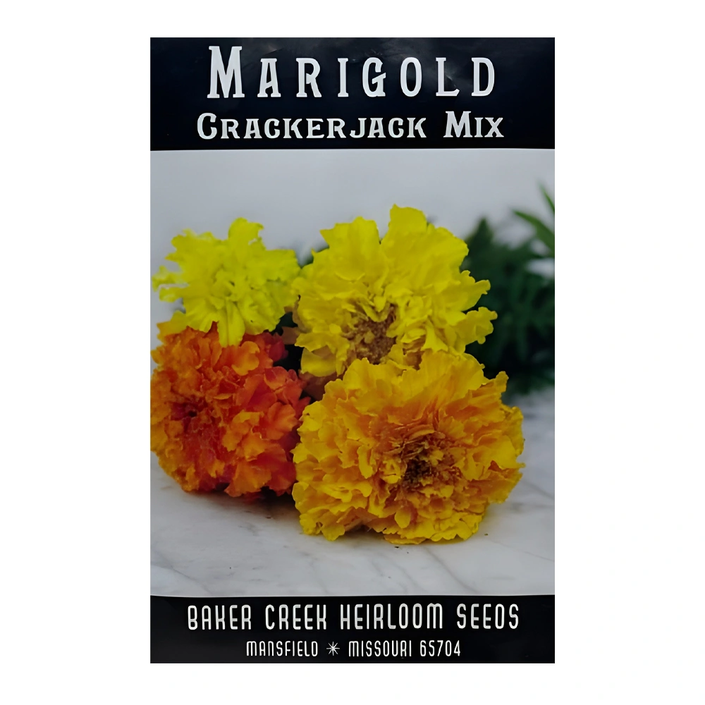 Marigold African Crackerjack Mix 1 Marigold African Crackerjack Mix