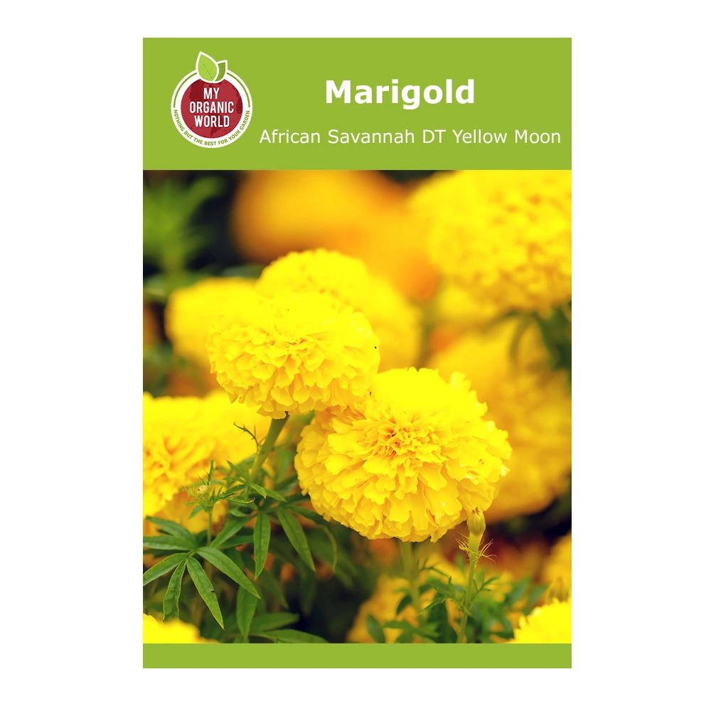 Marigold African Savannah DT Yellow Moon 1 Marigold African Savannah DT Yellow Moon seeds