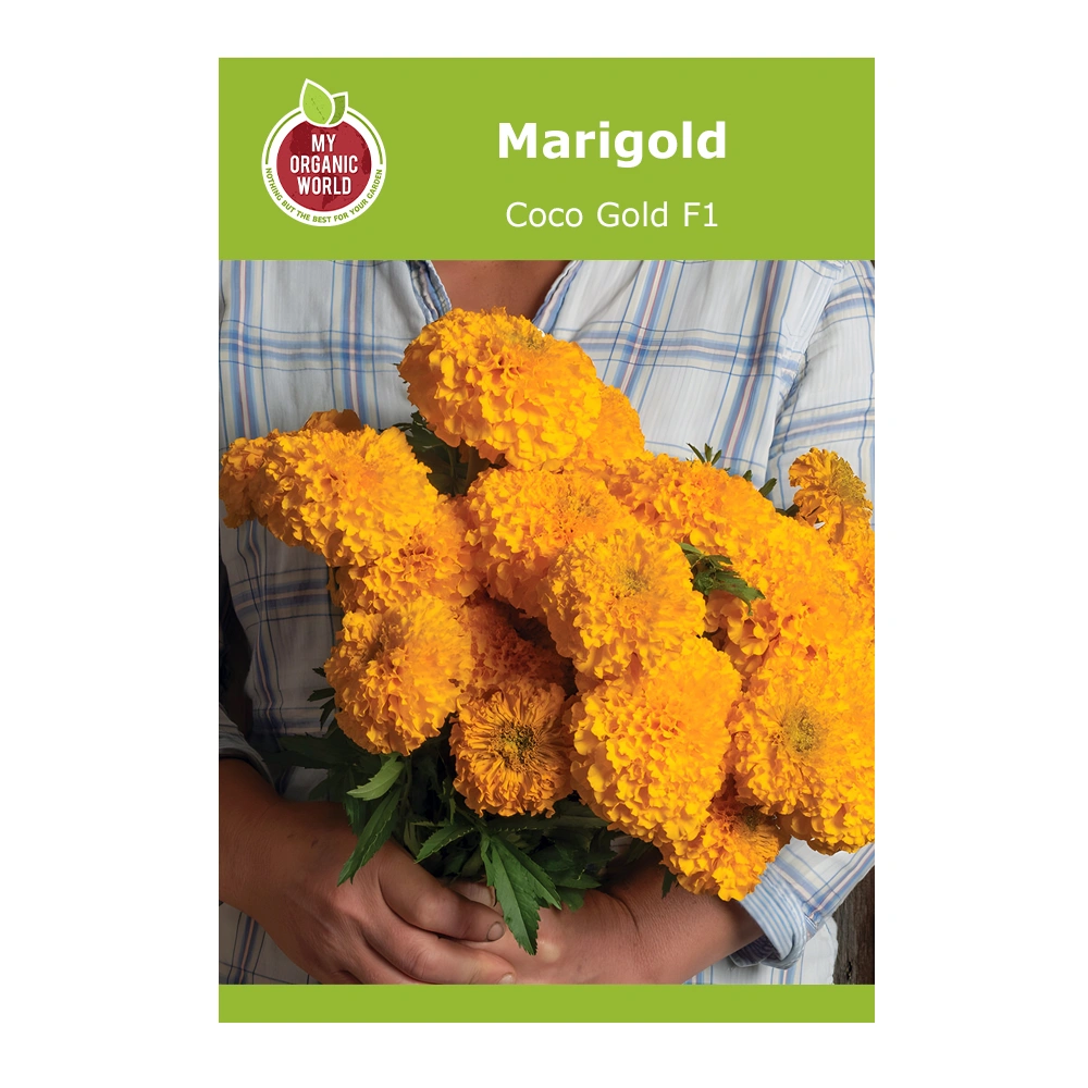 Marigold Coco Gold F1 1 Marigold Coco Gold F1 seeds