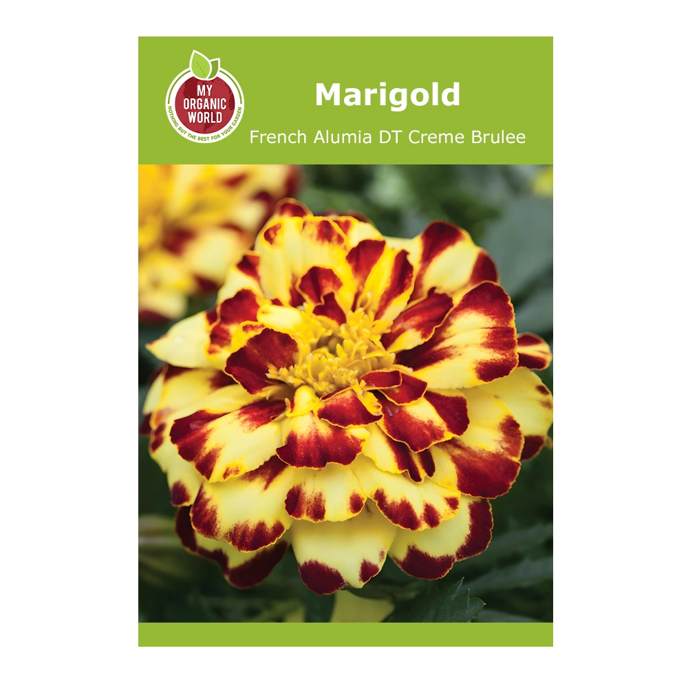 بذور Marigold French Alumia DT Creme Brulee