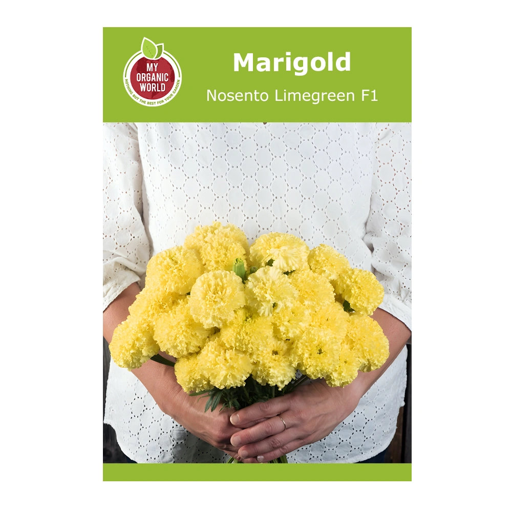 Marigold Nosento Limegreen F1 1 Marigold Nosento Limegreen F1