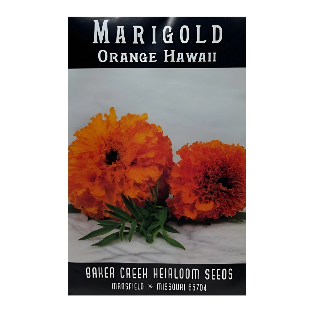 Marigold Orange Hawaii 1 Marigold Orange Hawaii