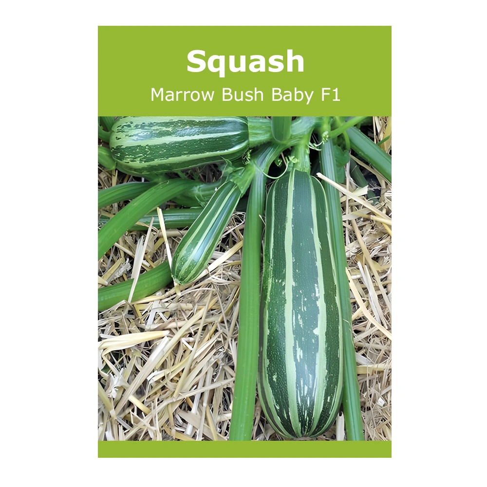 Marrow Bush Baby F1