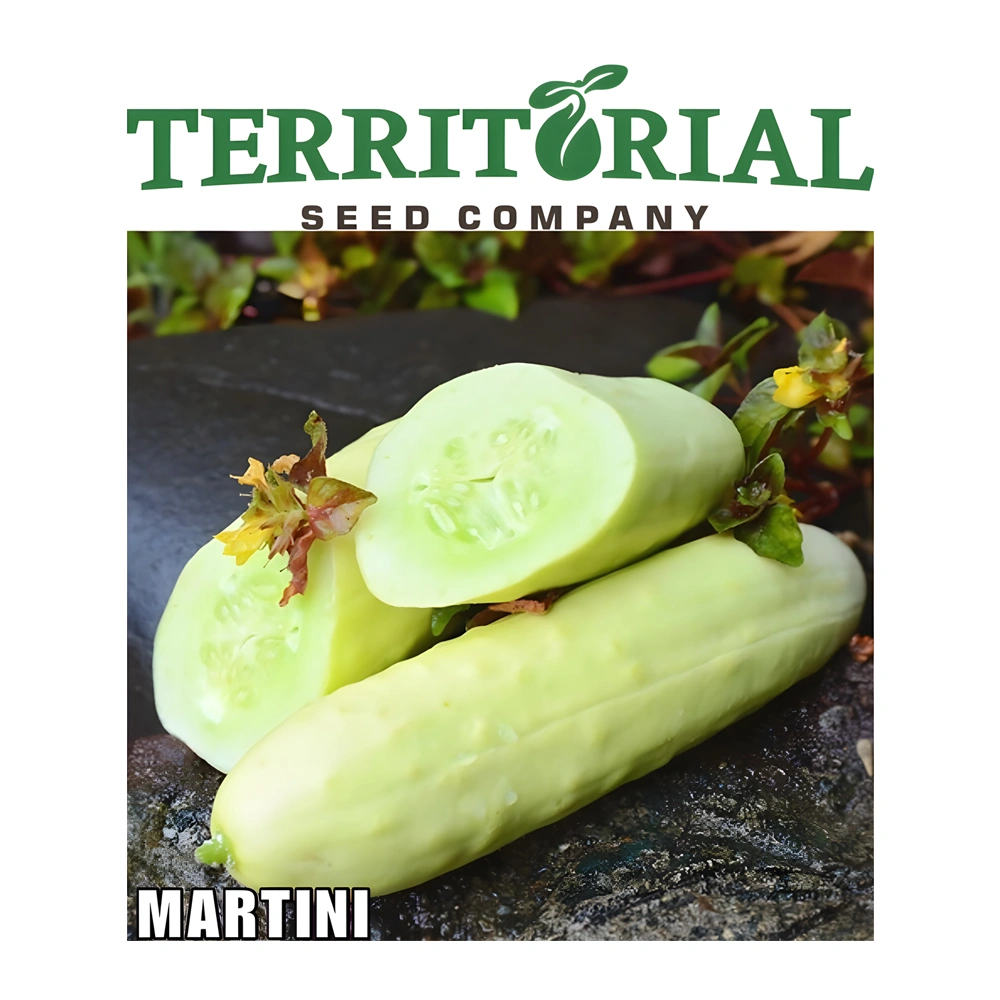 Martini F1 Cucumber 1 Martini F1 Cucumber seeds