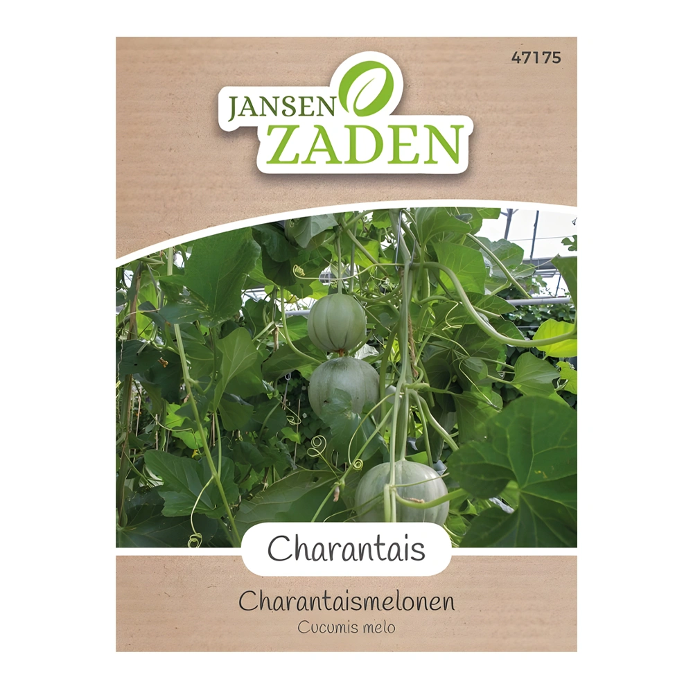 Melon Charantais 1 Melon Charentais