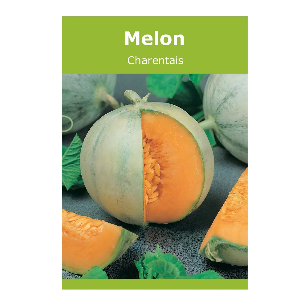 Melon Charentais 1 Melon Charentais