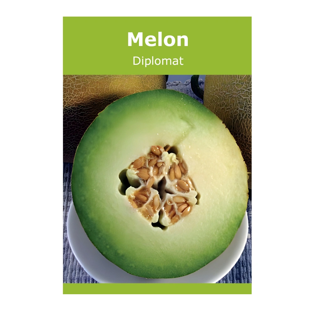 Melon Diplomat 1 Melon Diplomat