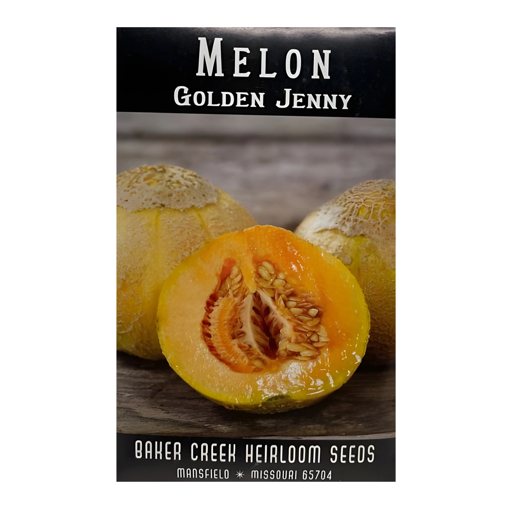 Melon Golden Jenny 1 Melon Golden Jenny