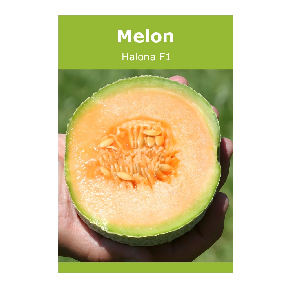 Melon Halona F1 1 Melon Halona F1