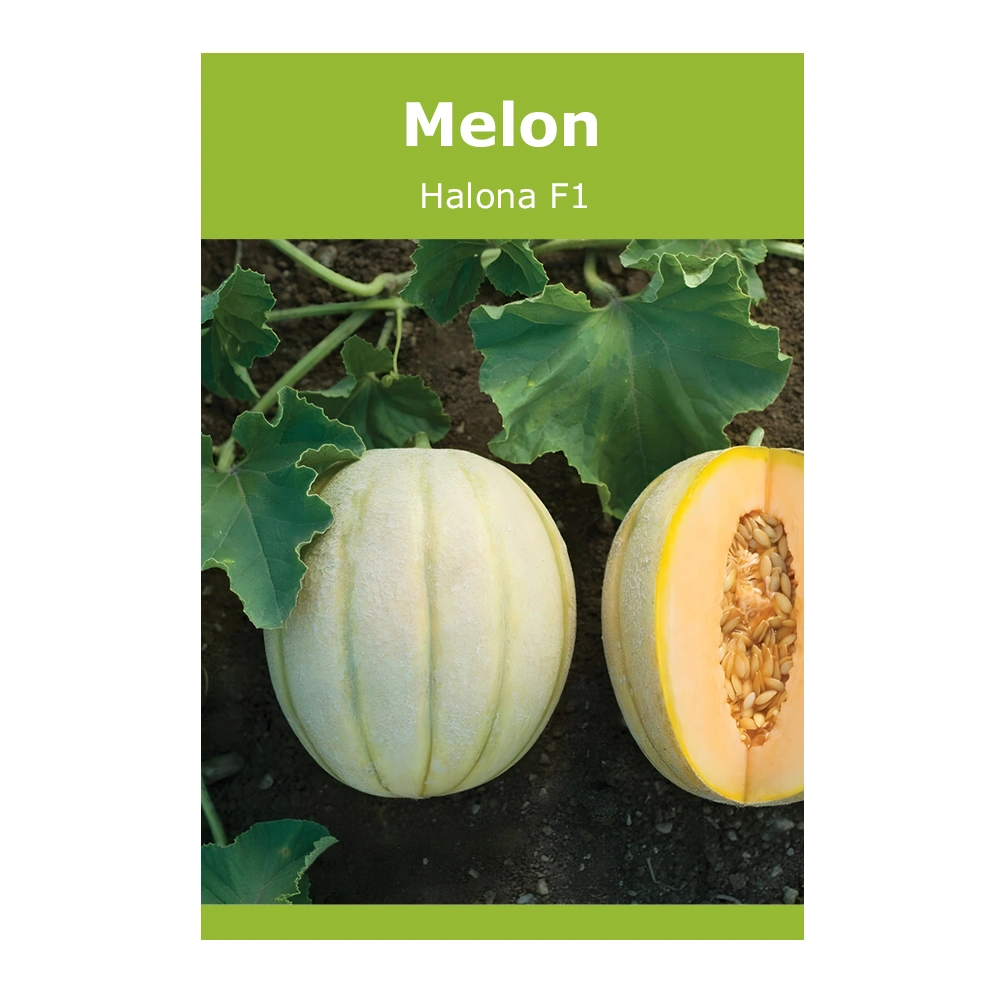 Melon Halona F1 1 Melon Halona F1