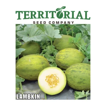 Melon Lambkins F1