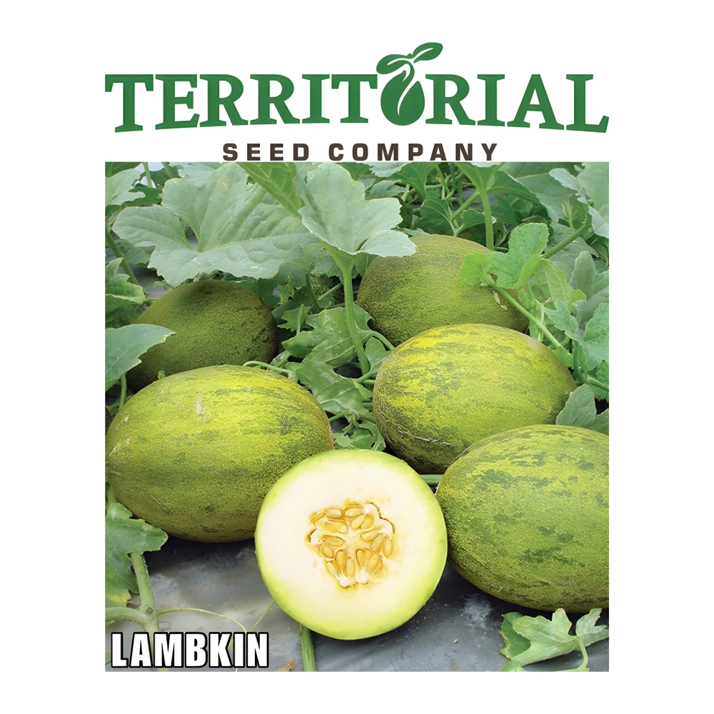 Melon Lambkins F1 1 Melon Lambkins F1