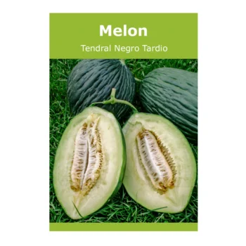 Melon Tendral Negro Tardio