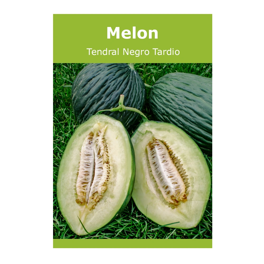 Melon Tendral Negro Tardio
