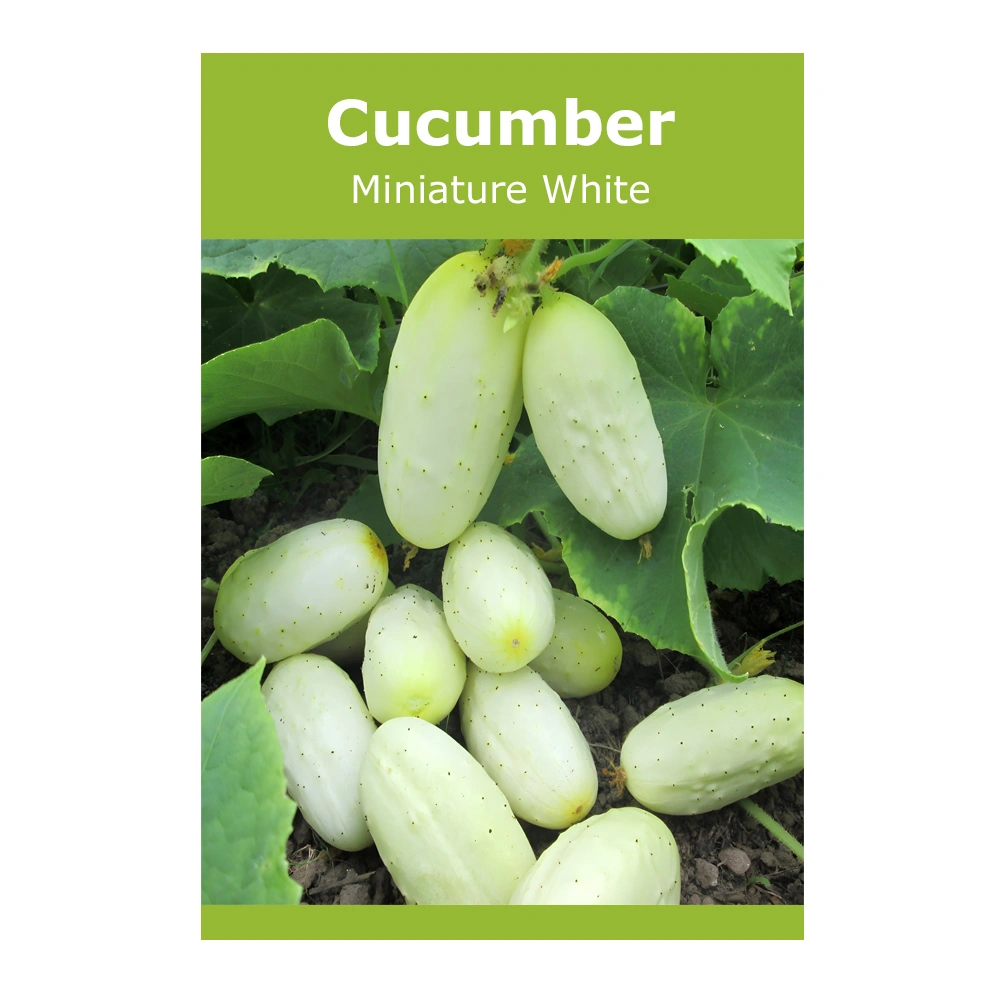 Miniature White Cucumber seeds