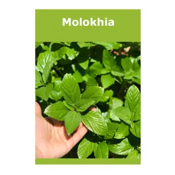 Molokhia