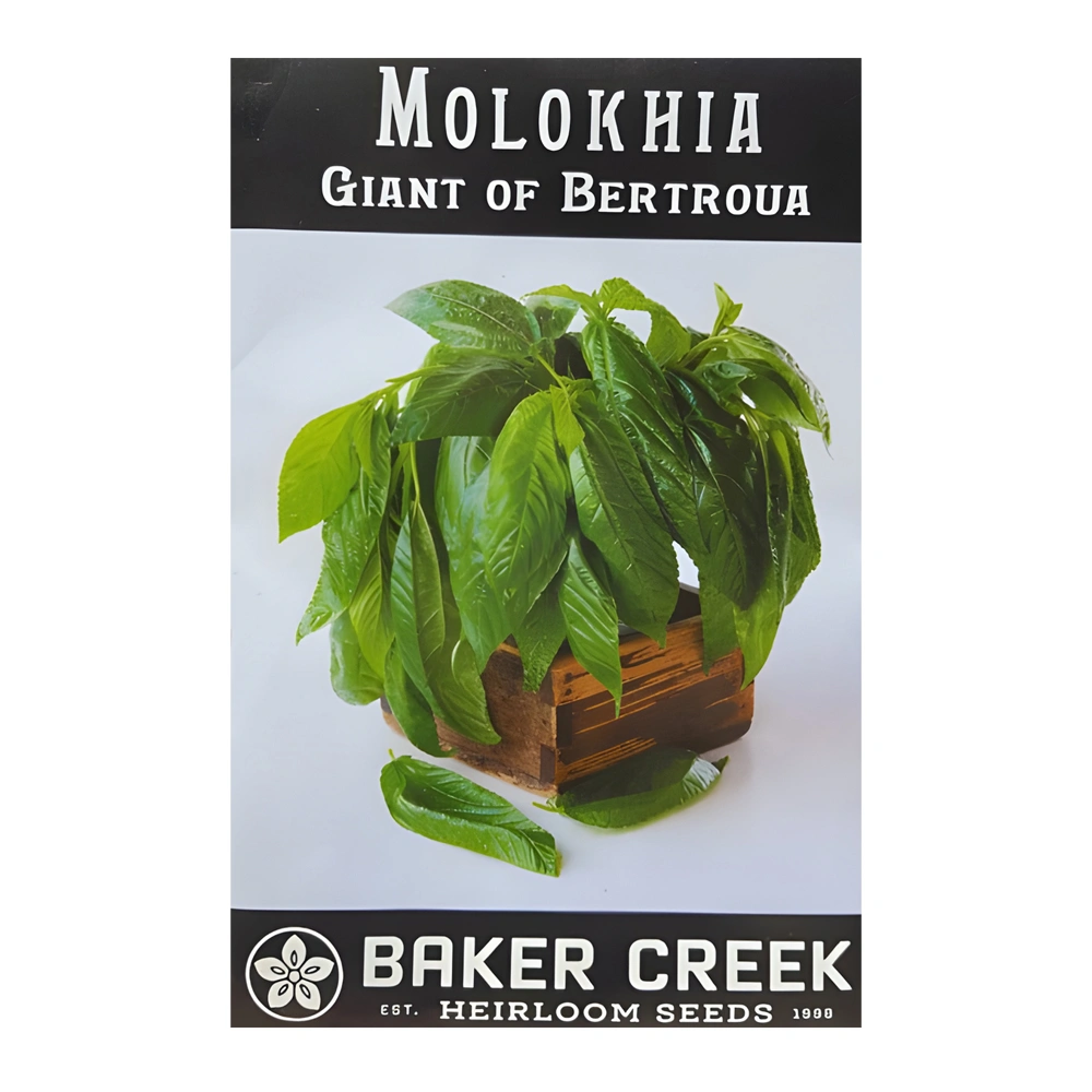 Molokhia Giant Of Bertroua