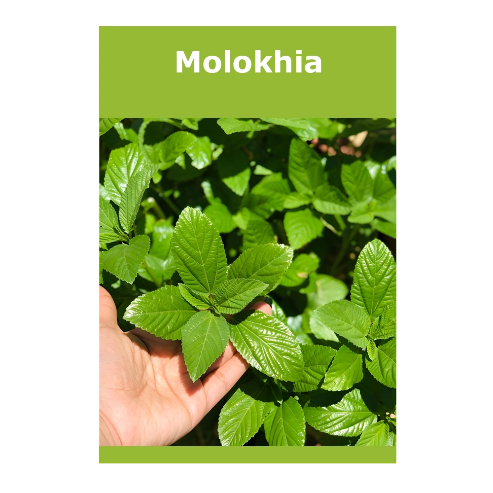 Molokhia