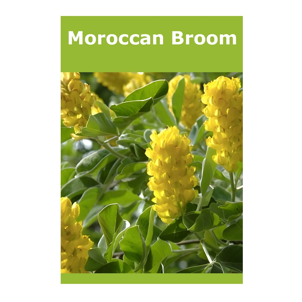 Moroccan Broom