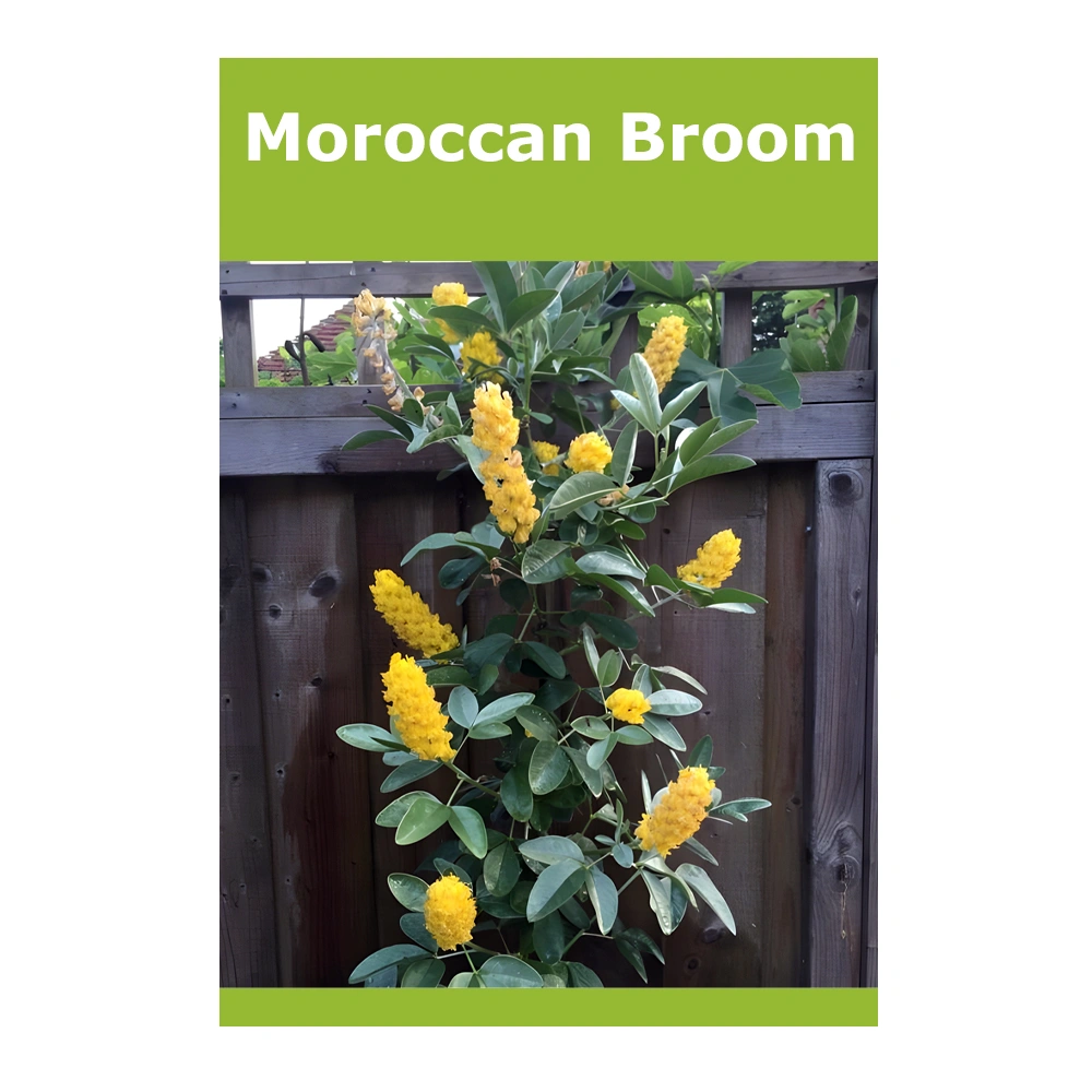 Moroccan Broom