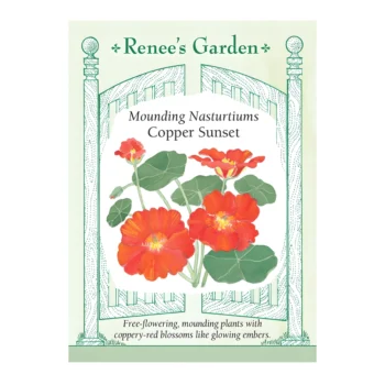 Mounding Nasturtium Copper Sunset