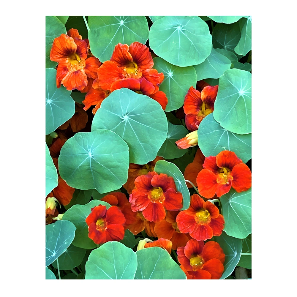 Mounding Nasturtium Copper Sunset